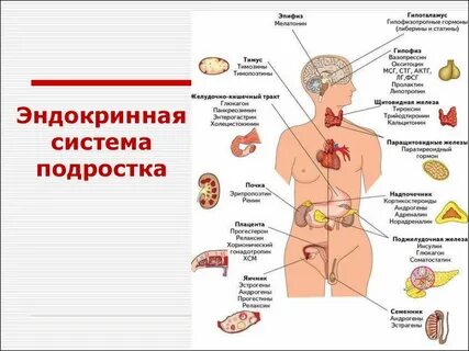 Детская эндокринная система