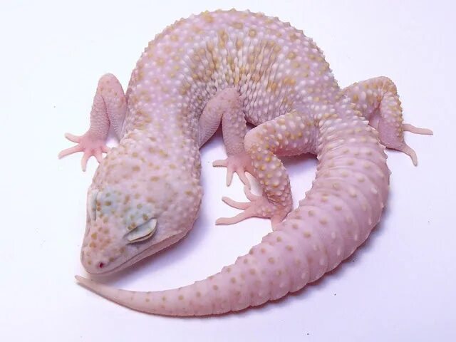 Nova эублефар. Морфа нова. Эублефар блад. Морфа нова. Морфа нова.