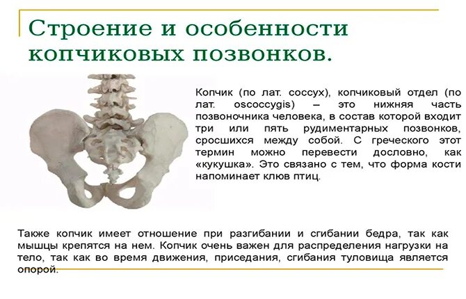 Копчиковая железа характерна для. Строение копчика. Смещение копчикового позвонка. Позвоночник копчик.