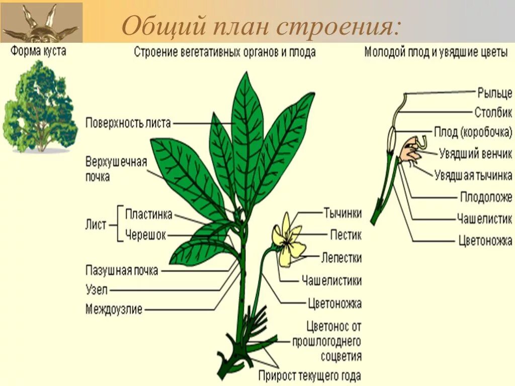 Общее строение покрытосеменных растений