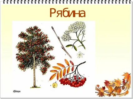 Рябина осина ясень