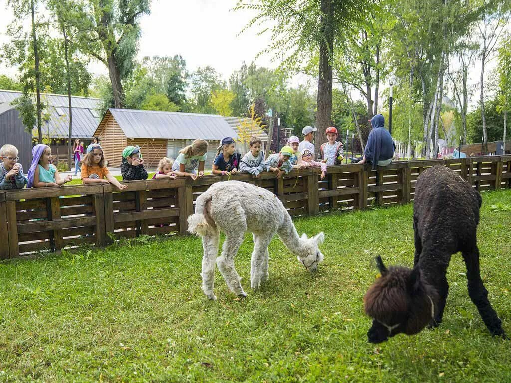 Вднх ферма животных. Городская ферма ввц. экоферма вднх. москва городская ферма на вднх. городская ферма на вднх животные.
