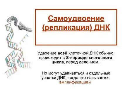 Самоудвоение днк