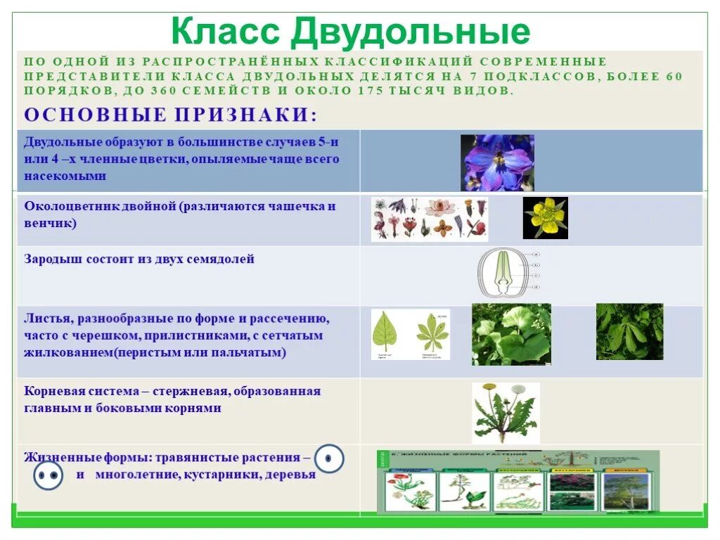 3 признака класса двудольные. Двудольные растения 6 класс биология. Семейство двудольных растений 6 класс биология. Класс двудольные растения. Классификация семейств класса двудольные.