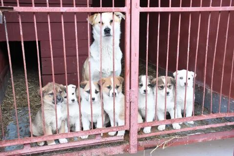 Приюты в новороссийске
