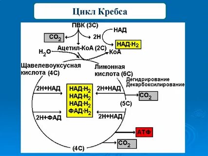 Клеточное дыхание молекулы атф