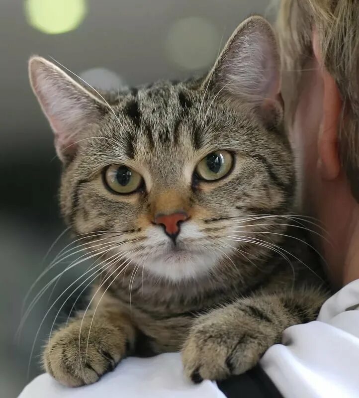 Самый обычный кот