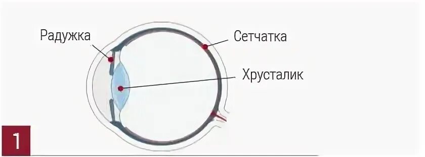 Принцип работы хрусталика 8 класс биология. Мультифокальный хрусталик. Трифокальные хрусталики. Бифокальные линзы хрусталик. Глаз с мультифокальным хрусталиком.