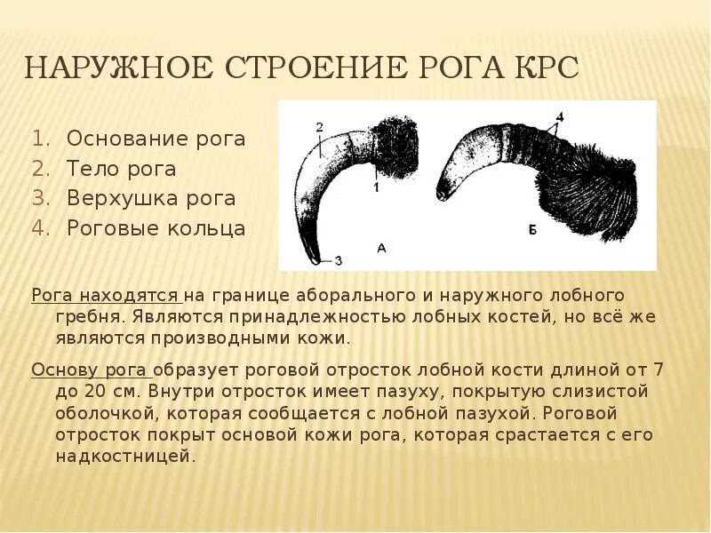 Рог читать 6 класс. Строение рога козы. рог коровы анатомия. строение рога крупного рогатого скота.