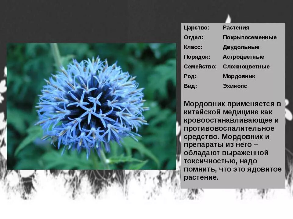 Ядовитые растения есть в семействе сложноцветные. Ядовитые растения есть в семействе сложноцветные. Сем. Охраняемые виды покрытосеменных растений. Сложноцветные растения ядовитые.