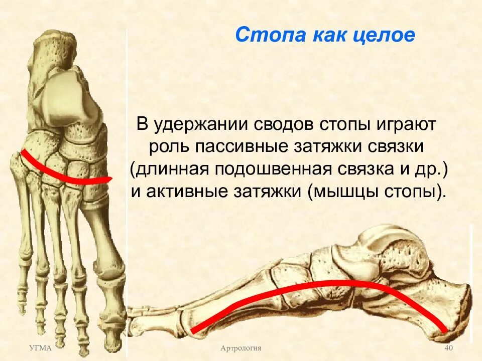 Передний свод. Мышцы затяжки поперечного свода стопы. Связки свода стопы анатомия. Пассивные и активные затяжки сводов стопы. Связка продольного свода стопы.