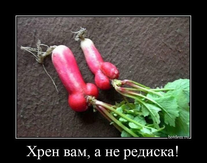 Как называется нехороший человек. Смешная редиска. редиска прикол. редиска нехороший человек. человек с редисом.