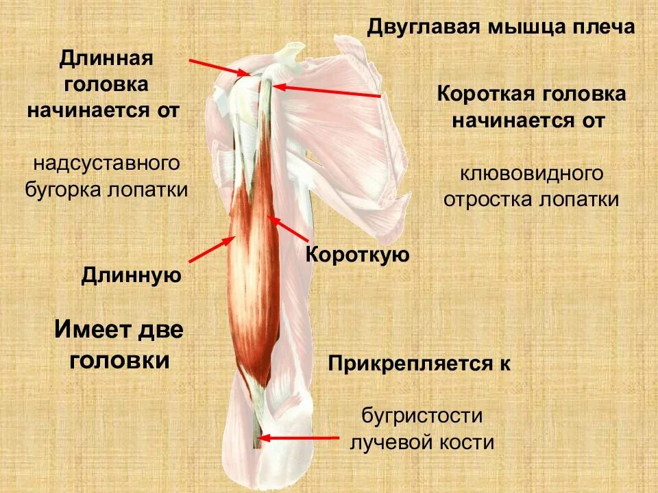 Длинная головка двуглавой мышцы плеча анатомия. Короткая головка двуглавой мышцы плеча. Сухожилие длинной головки двуглавой мышцы. Прикрепление головок двуглавой мышцы плеча.