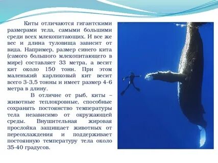 Масса синего кита