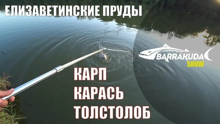Елизаветинские пруды рыбалка краснодар. Елизаветинские пруды рыбалка краснодар. Елизаветинские пруды рыбалка краснодар. Рыбалка на реке кубань в елизаветинской. Платный пруд в елизаветинской.