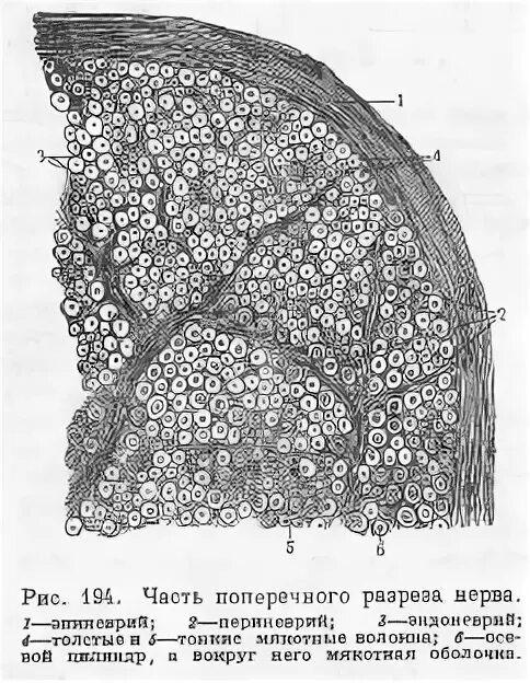 Нервный ствол гистология строение. Периферический нерв гистология препарат. Поперечный срез периферического нерва гистология. Эпиневрий периневрий эндоневрий нервные волокна. Нервно поперечный срез функции.