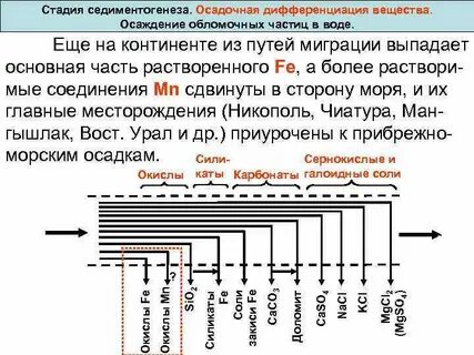 Стадия дифференциации