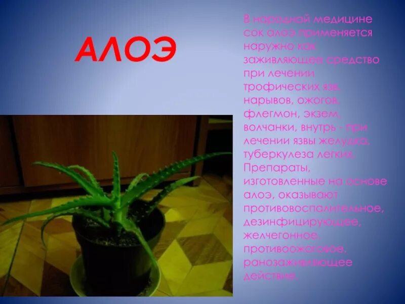 Проект алоэ. Комнатные растения информация. Алоэ растение. Алоэ Родина растения. Алоэ описание растения.