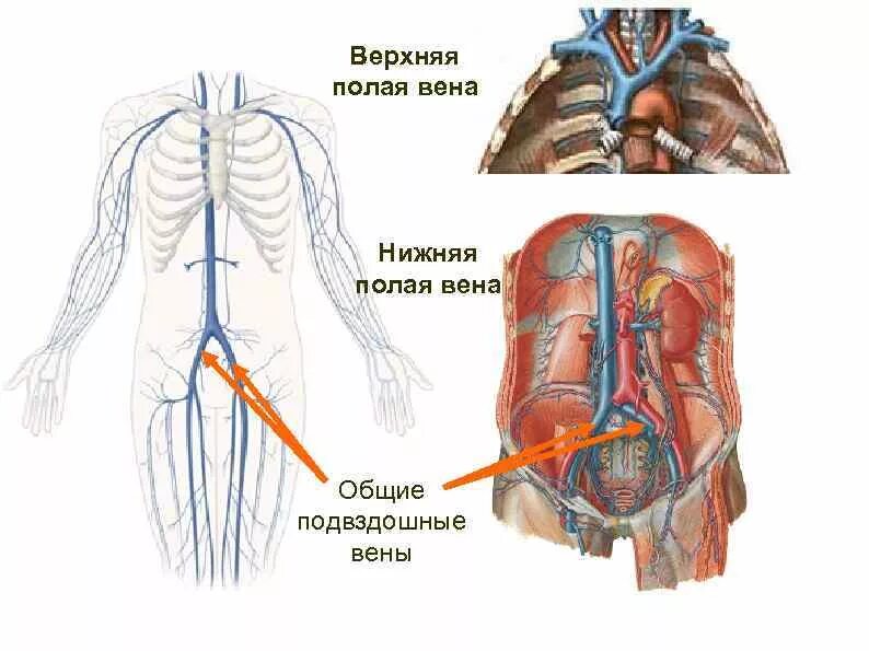 Где расположена верхнее. Верхняя полая и нижняя полая Вена. Нижняя полая Вена у человека. Анатомия нижней полой вены. Верхняя полая Вена и нижняя полая Вена анатомия.