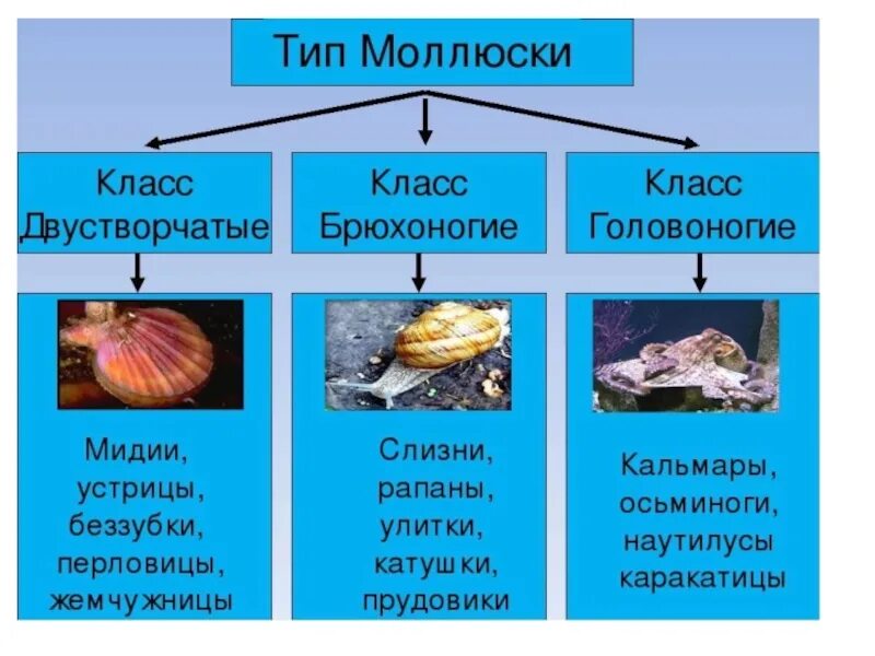 Моллюски брюхоногие двустворчатые и головоногие. Тип моллюски 7 класс двустворчатые. Тип моллюски класс двустворчатые 7 класс. Тип моллюски класс брюхоногие, двустворчатые и головоногие. Список брюхоногих моллюсков