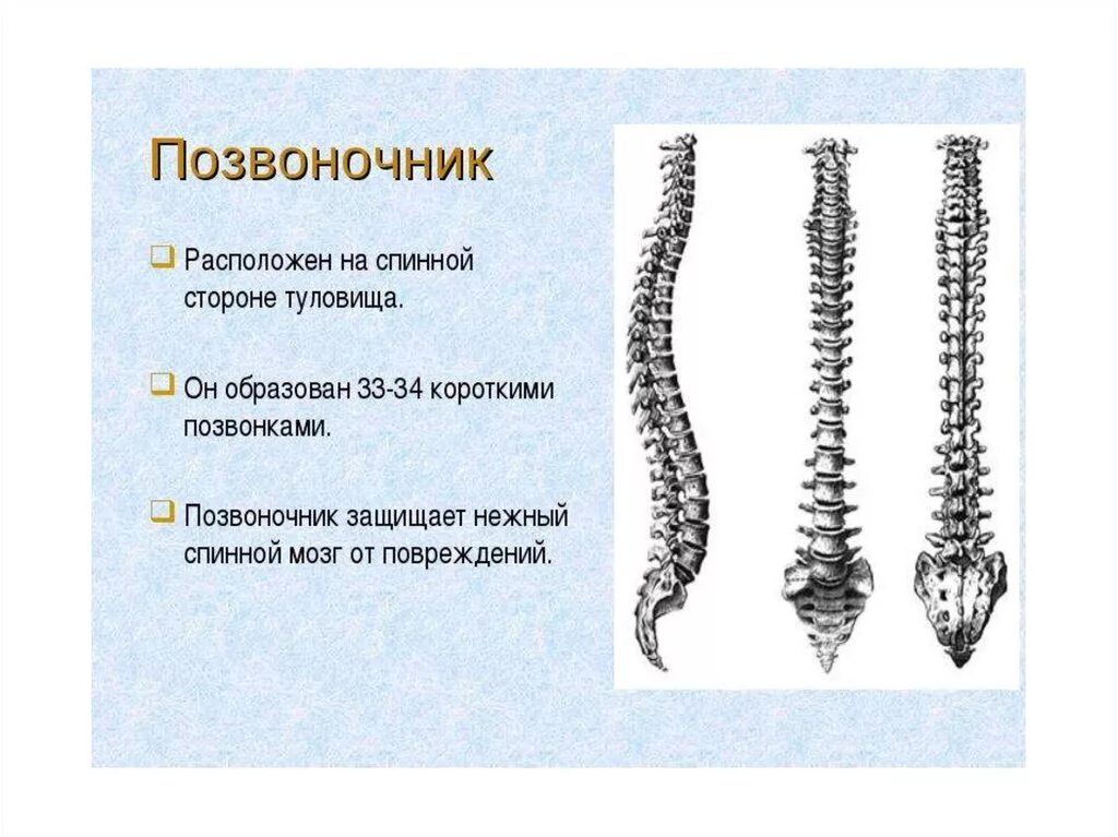 Скелет головы и туловища 8 класс. Презентация скелет головы и туловища 8 класс. Презентация скелет головы и туловища 8 класс. Презентация скелет головы и туловища 8 класс. Презентация скелет головы и туловища 8 класс.