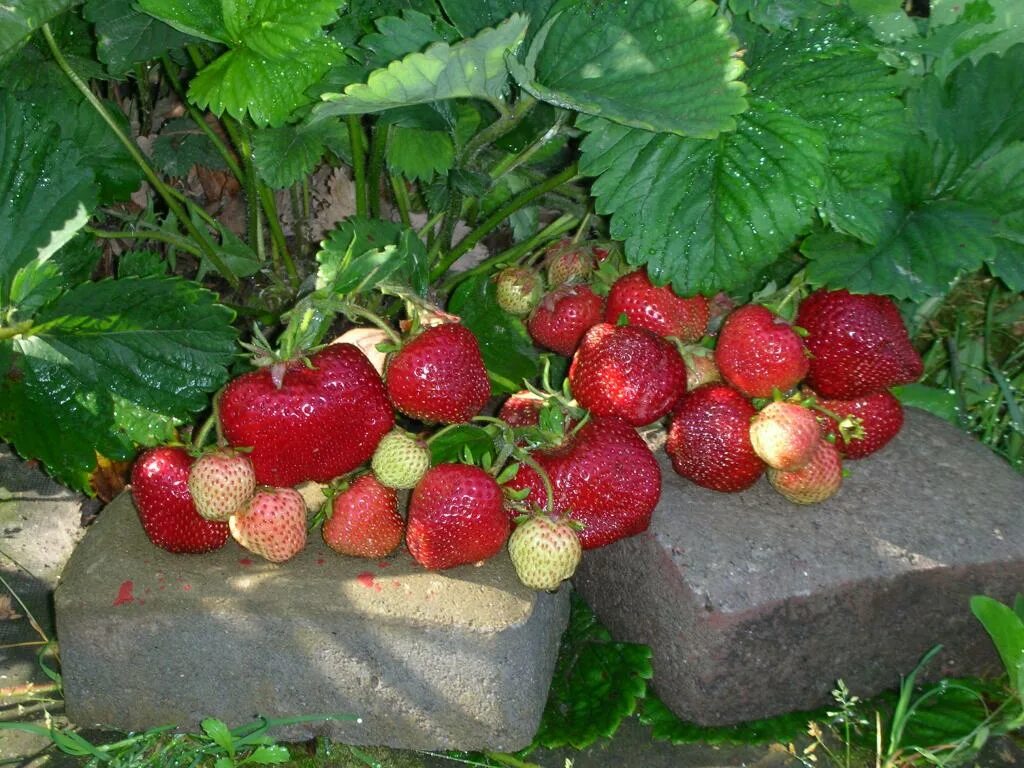 Клубника туруси отзывы. Земляника чамора туруси. сорт клубники чамора. сорт клубники чамора туруси. чамора туруси сорт виктории.