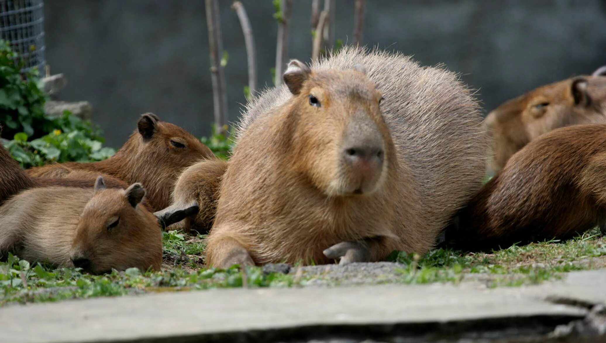 Нутрия и капибара. К каким животным относится капибара. Капибара. Капибара и морская свинка. Капибары в московском зоопарке.