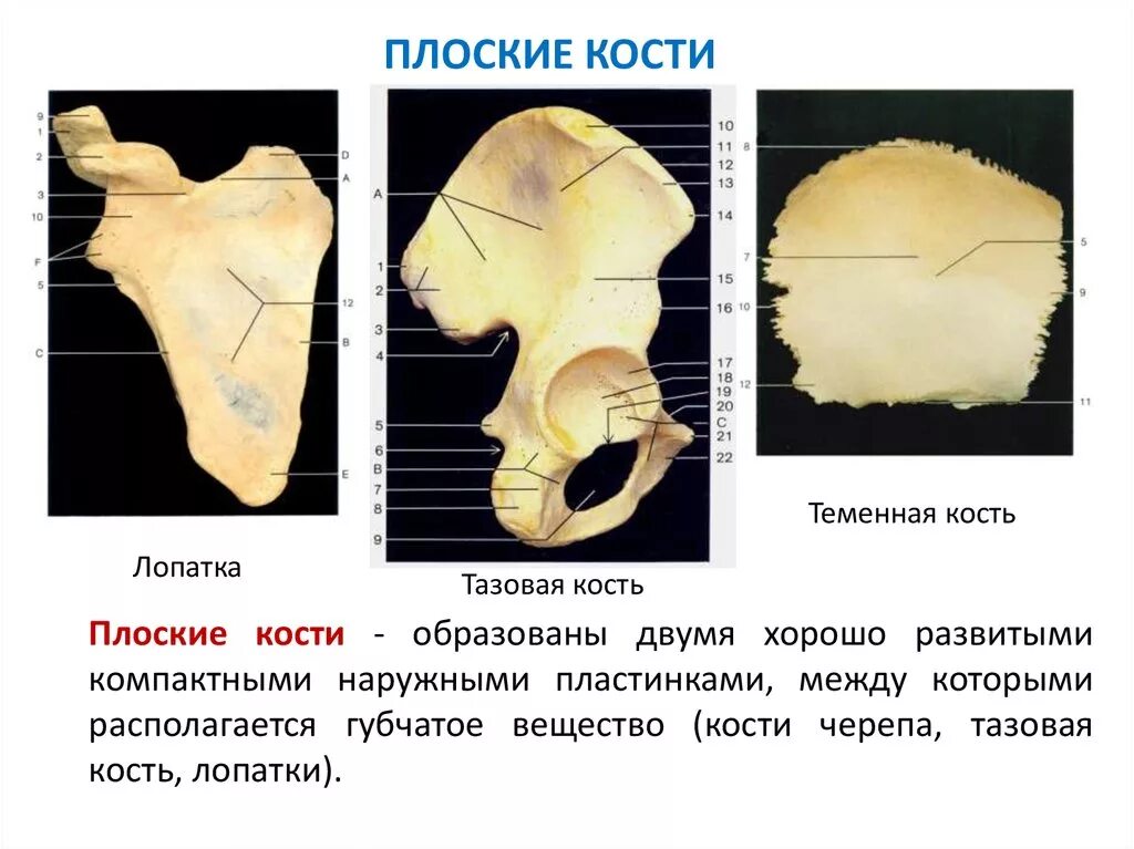 Как определить кость. Плоские кости скелета. плоский. плоская кость. строение плоских костей.