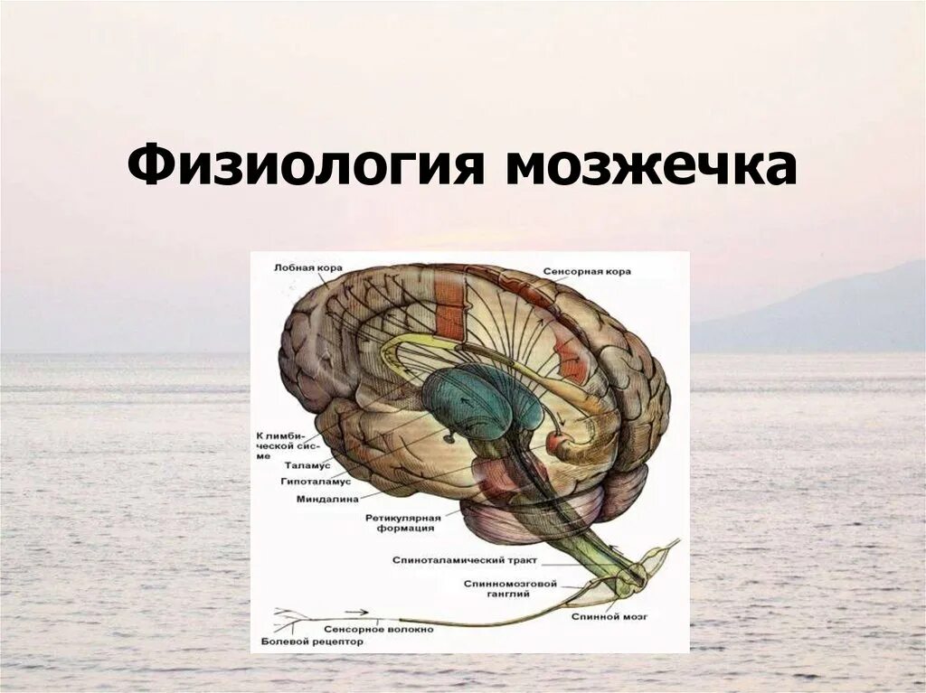 Плохо развит мозжечок. Физиология мозжечка. Физиология мозжечка физиология. Мозжечок анатомия и физиология. Мозжечок физиология схема.