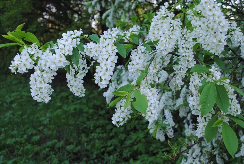 Черемуха дерево. Черемуха обыкновенная цветение. Майская черемуха. Цветущие деревья черемуха цветущее дерево черемухи. Цветущие деревья черемуха цветущее дерево черемухи.