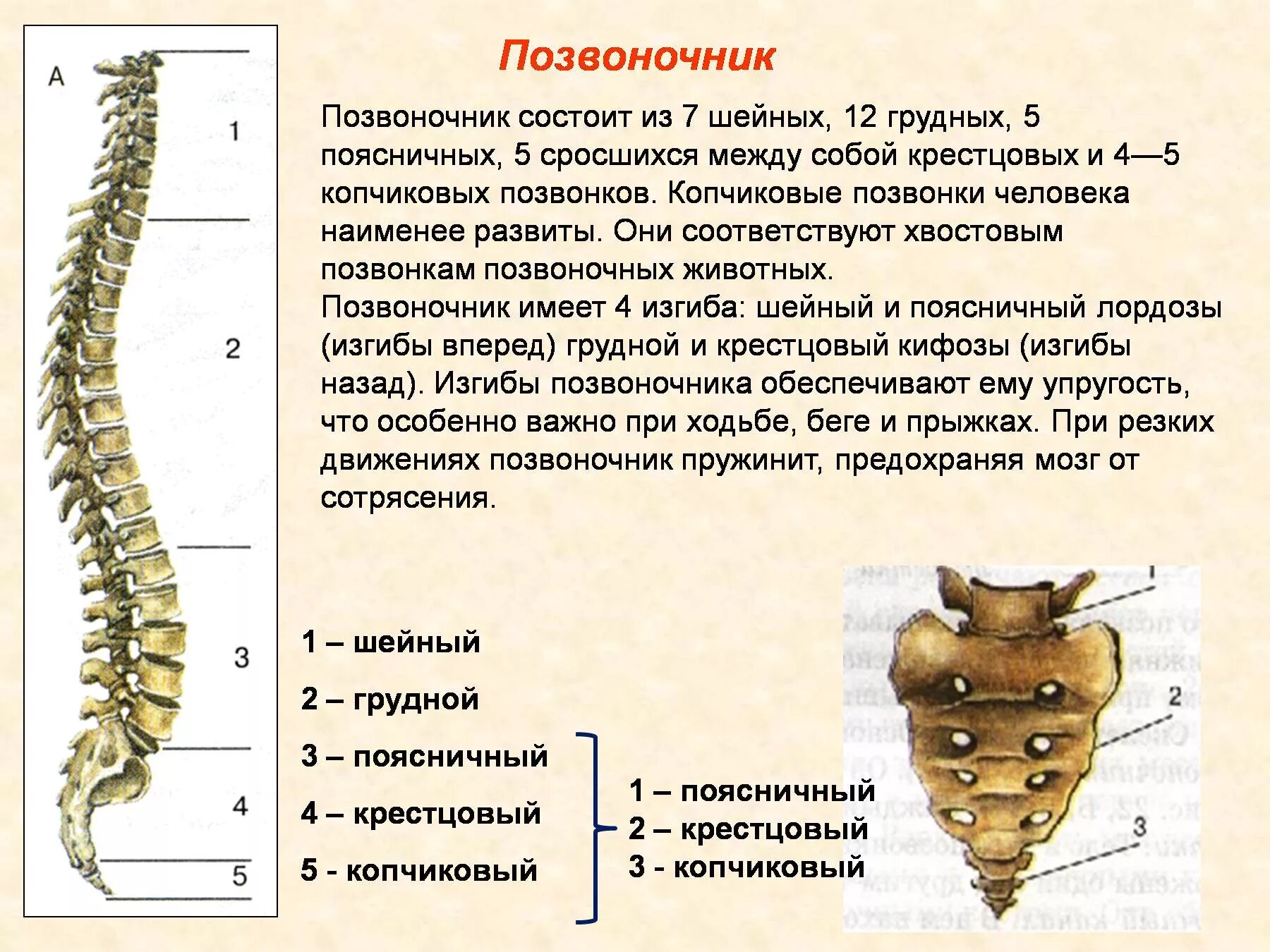 Скелет анатомия Позвоночный столб. Шейный отдел позвоночника шейный отдел позвоночника анатомия. Отличия позвонков по отделам позвоночного столба. Позвонки 7 шейных 12 грудных. Крестовой отдел позвоночника