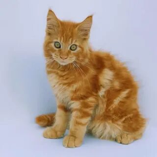 Котята мейн кун москва