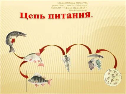 Схемы цепей в водоеме