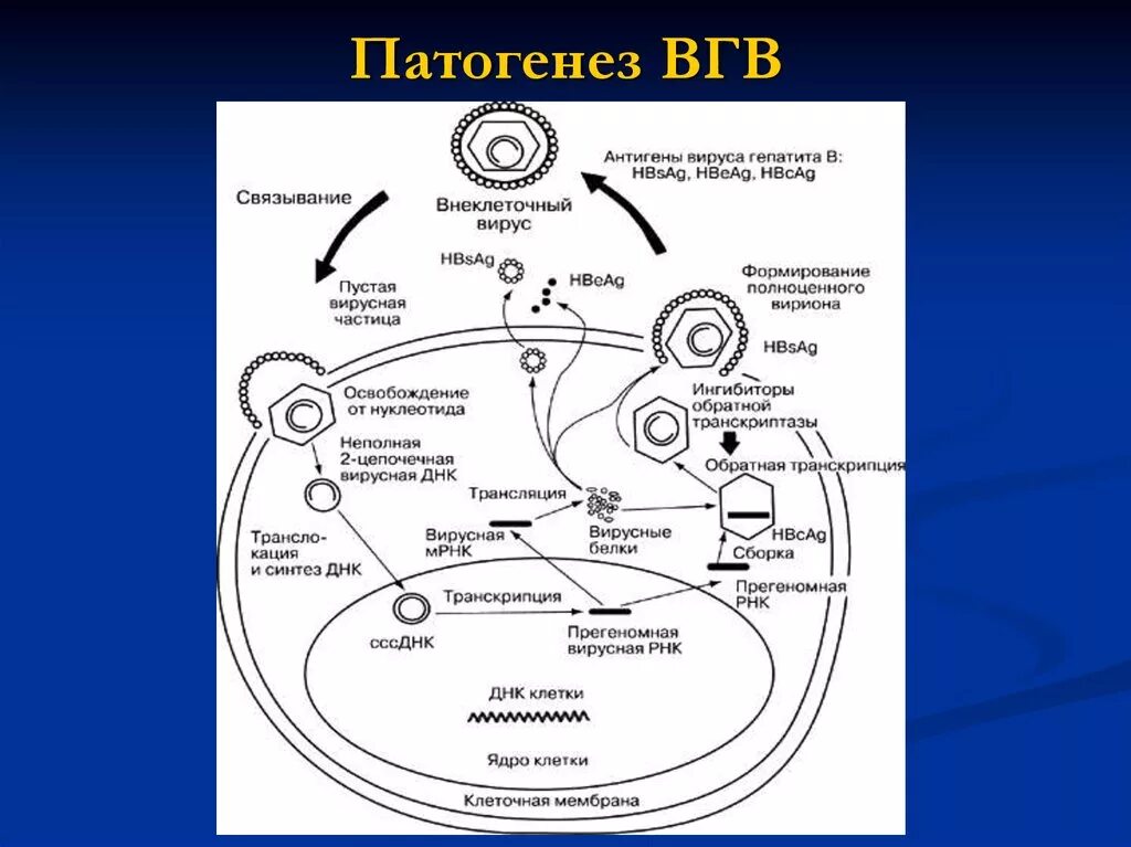 Механизм вирусного гепатита. Патогенез вирусного гепатита в схема. Вирусный гепатит патогенез гепатита в. Острый гепатит б патогенез. Возбудитель гепатита в патогенез.