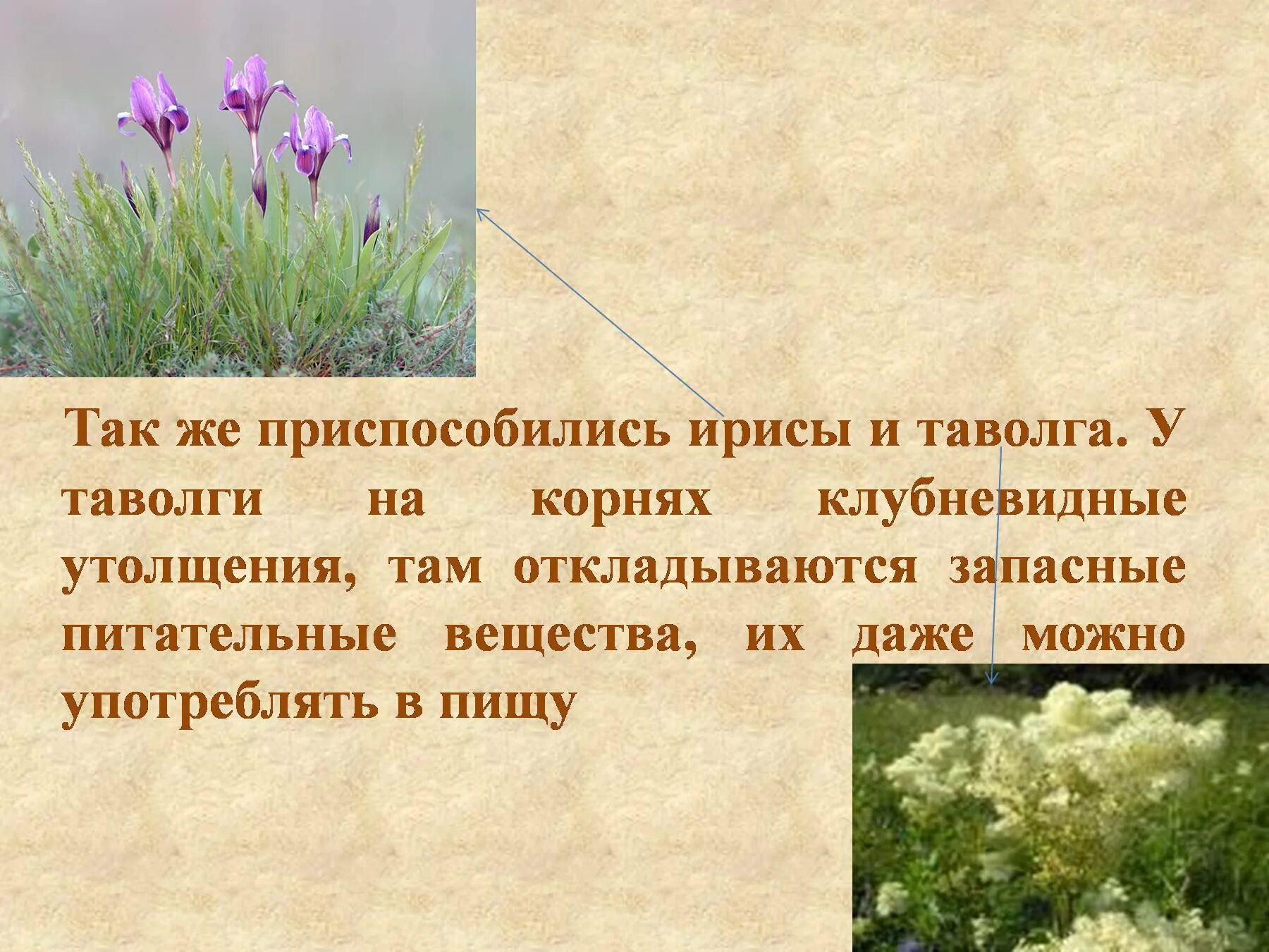 Растение степи 4 класс окружающий мир сообщение. Растения зоны степей таволга. презентация на тему растения степи. степные растения 4 класс. степные растения презентация.