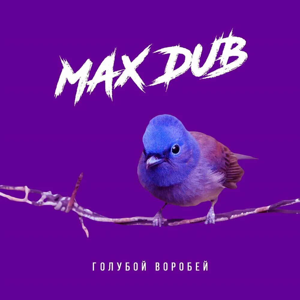 Песня воробей. Max Dub. Макс голубой Воробей. Песня синий Воробей. Голубой Воробей песня слушать.