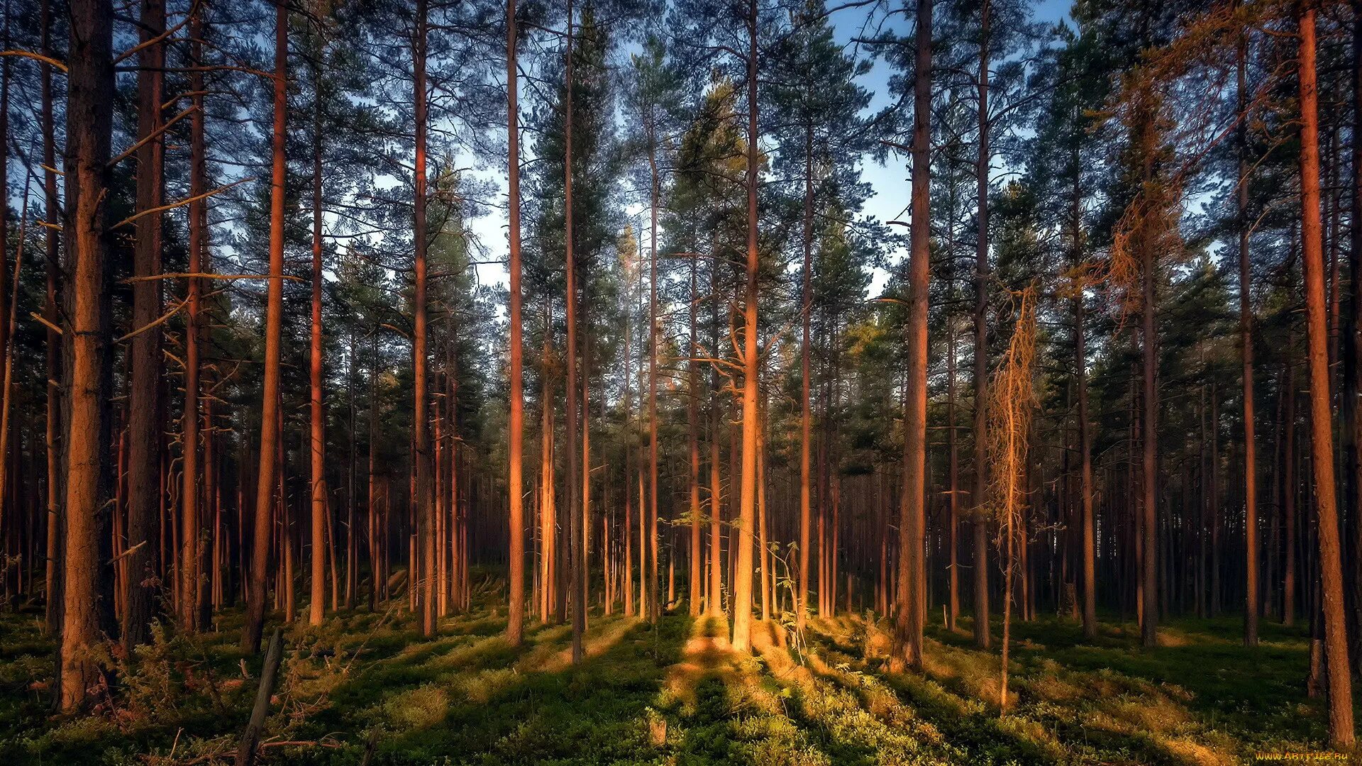 Сосновый бор лес ростовская область. Фотозал сосновый. Фотозал сосновый. Районы соснового бора. Светлохвойная сосна.