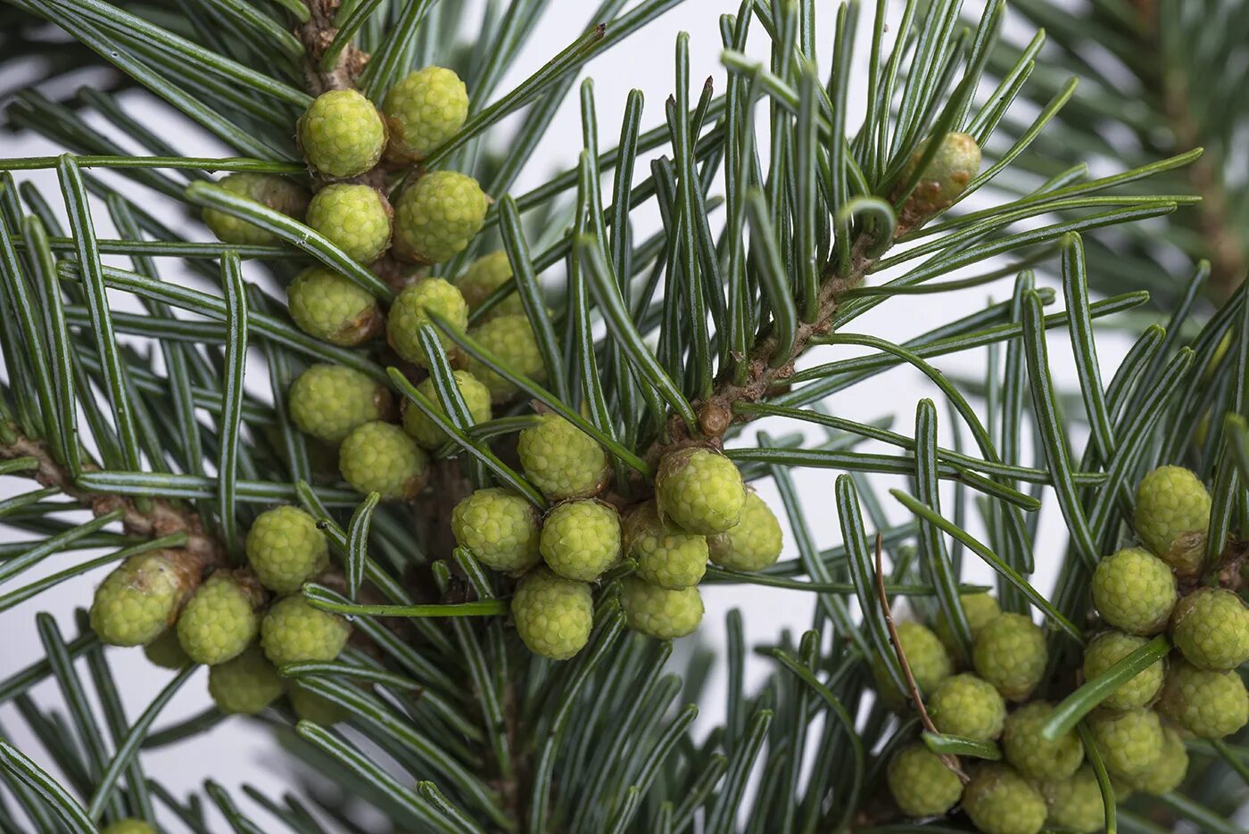 Хвойные таксон. Пихта Сибирская Abies sibirica. Пихта Сибирская Abies sibirica микростробилы. Ель Сибирская стробилы. Пихта Сибирская шишка.