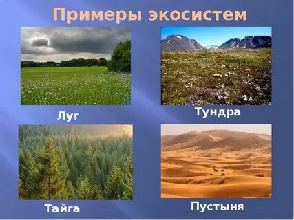 Экосистема северной тайги
