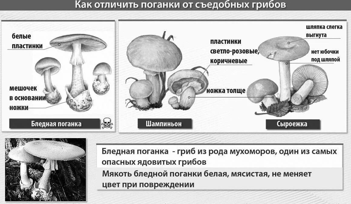 Различие бледной и шампиньона 2 класс. Гриб бледная поганка и гриб шампиньон отличия. Различия бледной поганки и шампиньона. Бледная поганка гриб и шампиньон отличия. Коварные двойники бледная поганка и шампиньон.