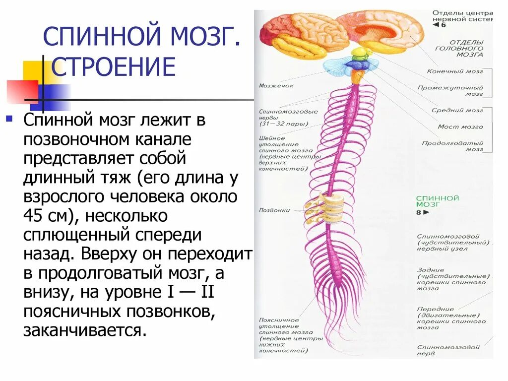 Структура головного и спинного мозга. Анатомические структуры спинного мозга. спиной мозг человека его строение и функции. строение и функции спинного мозга человека биология. функции спинномозгового канала спинного мозга.