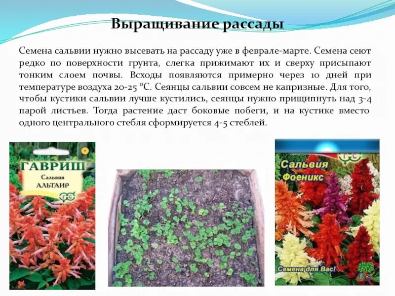 Сальвия цветок когда сажать на рассаду. Сальвия однолетняя. Сальвия траволистная. Сальвия блестящая смесь. Сальвия клейкая.