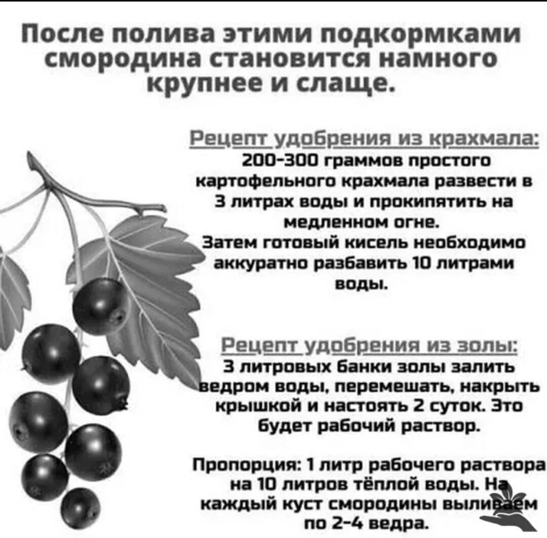 Удобрение при посадке смородины. Смородина удобрения схема. удобрение для смородины. удобрениежля смородины. подкормка смородины крахмалом.