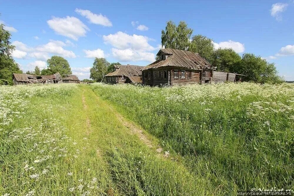 Деревня 6 читать. Деревня Финев луг. Деревня деревеньки Ярославской области. Заросшая бурьяном деревня. Деревня Луги Тверская область.