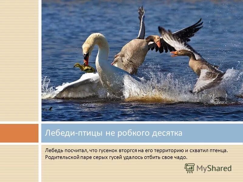 Не из робкого десятка значение. Не из робкого десятка значение. Курить фимиам значение фразеологизма. Не из робкого десятка значение. Курить фимиам значение фразеологизма.