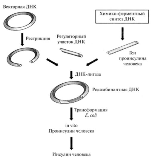 Схема получения инсулина с помощью методов генной инженерии. Схема синтеза инсулина генная инженерия. Схема получения рекомбинантного инсулина. Схема синтеза инсулина.