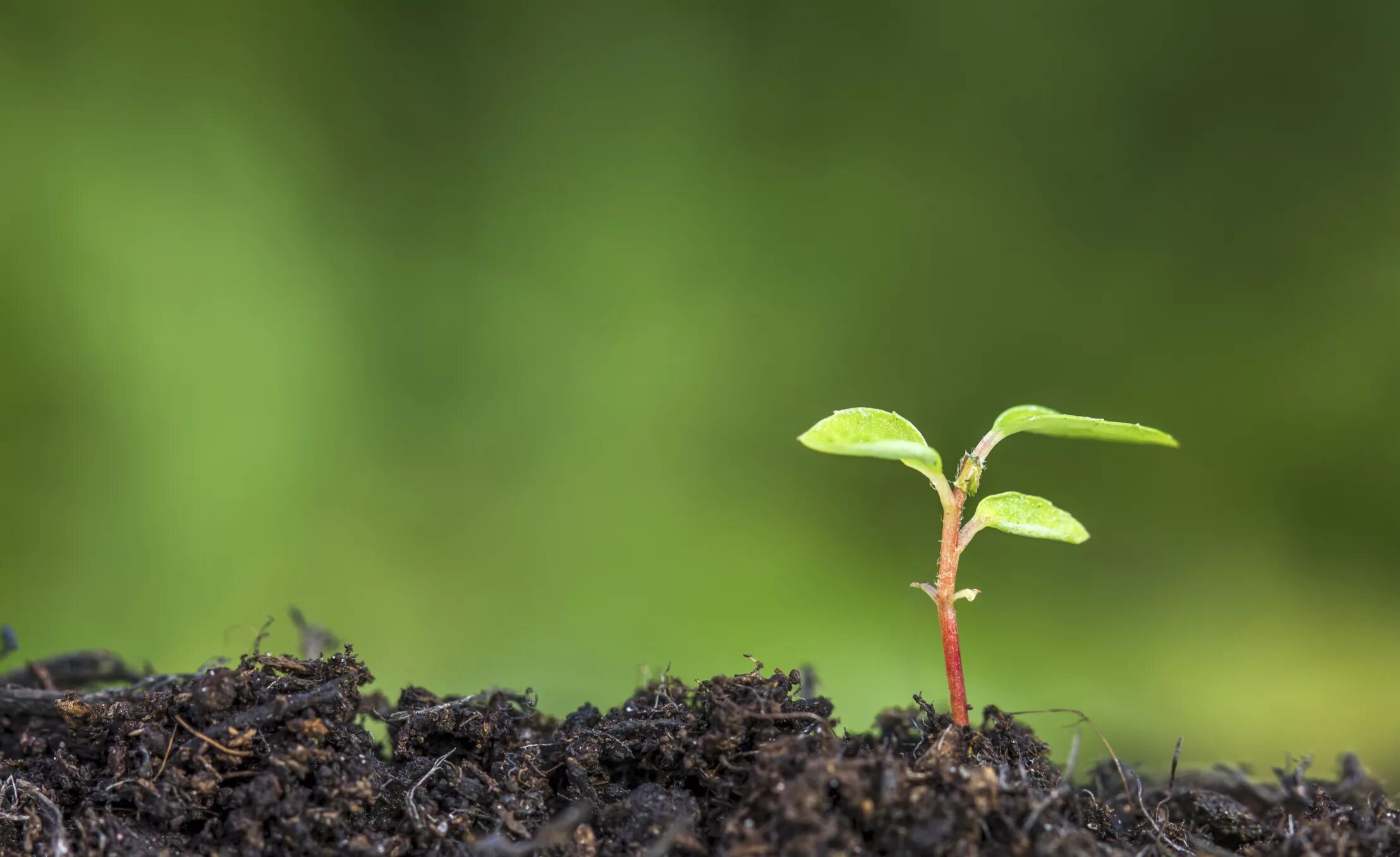 Plants of earth