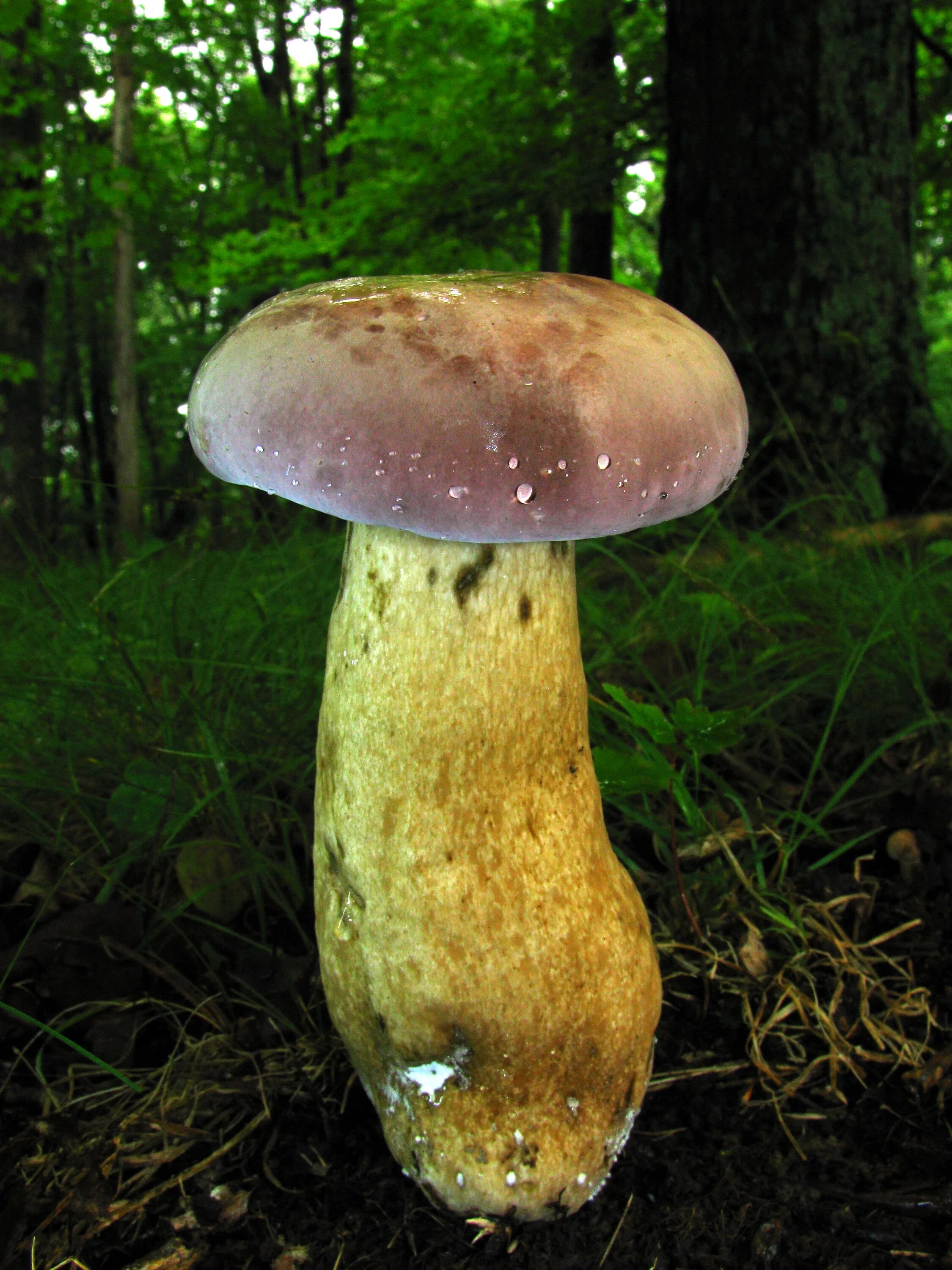 Желчный гриб какой. Тилопил гриб. Tylopilus rubrobrunneus. Tylopilus felleus – желчный гриб. Tylopilus badiceps.