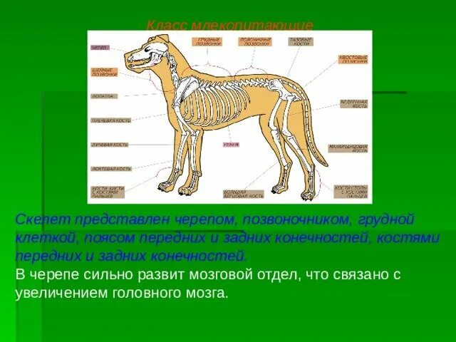 Опорно двигательная система класса млекопитающие. Опорно-двигательная система животных строение и функции. Опорно двигательная система класса млекопитающие 7 класс. Функции опорно двигательной системы млекопитающих 7 класс. Строение опорно-двигательного система млекопитающих 7 класс.