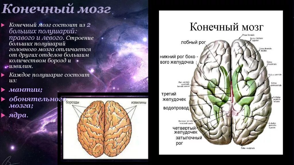 Строение и функции конечного мозга больших полушарий. Конечный мозг строение и функции анатомия. Строение полушарий конечного мозга. Внутреннее строение конечного мозга анатомия.